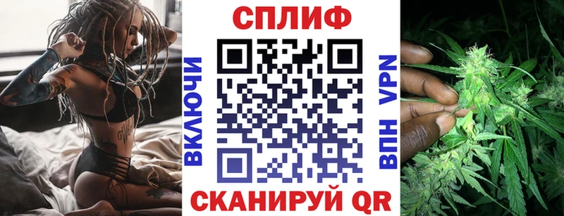 Конопля гибрид  закладки  Белоозёрский 